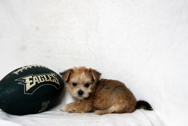 puppy, for, sale, Morkie, Matthew B. Stoltzfus, dog, breeder, Gap, PA, dog-breeder, puppy-for-sale, forsale, nearby, find, puppyfind, locator, puppylocator, aca